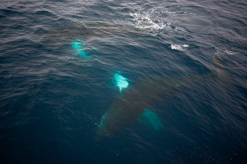 Humpback Whales